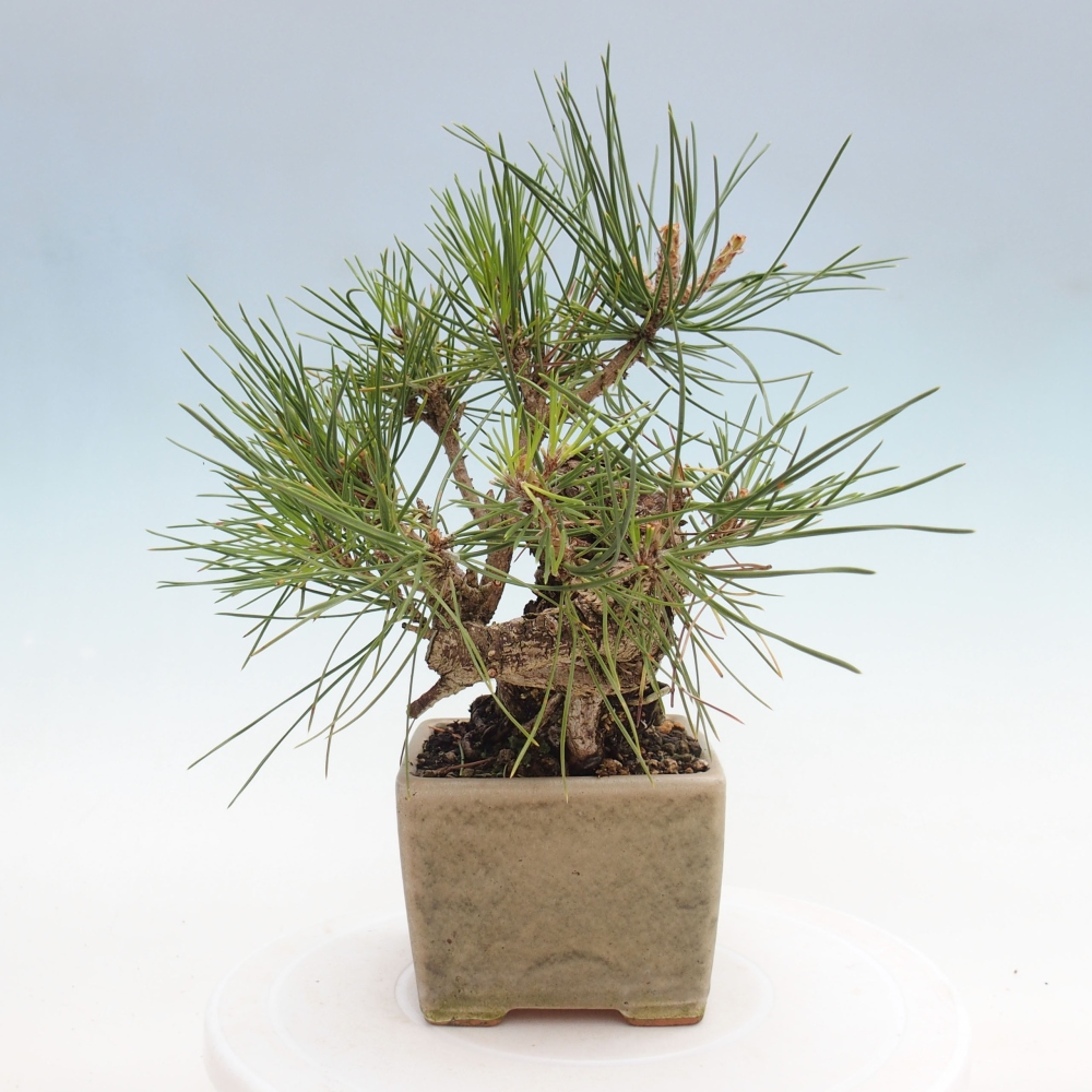 Bonsai im Freien - Pinus thunbergii - Thunbergia-Kiefer