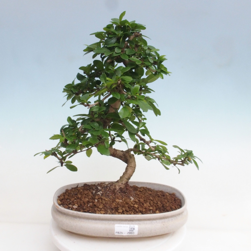 Zimmer Bonsai - Carmona macrophylla - Tea Fuki