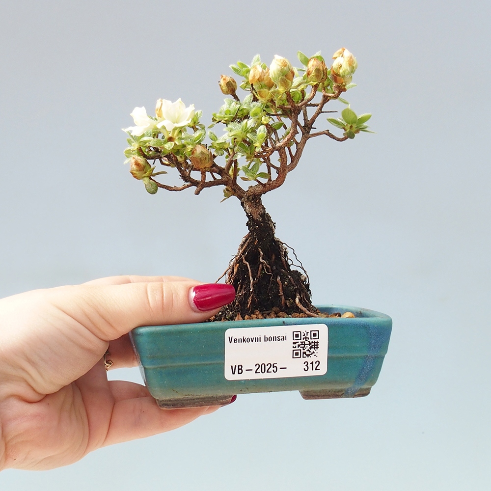 Outdoor-Bonsai - Rododendron indicum - Japanische Azalee
