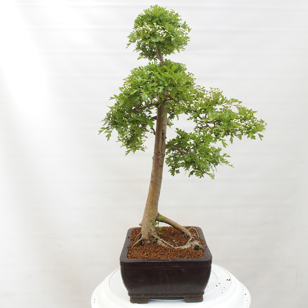 Bonsai im Freien - Weißdorn - Crataegus monogyna