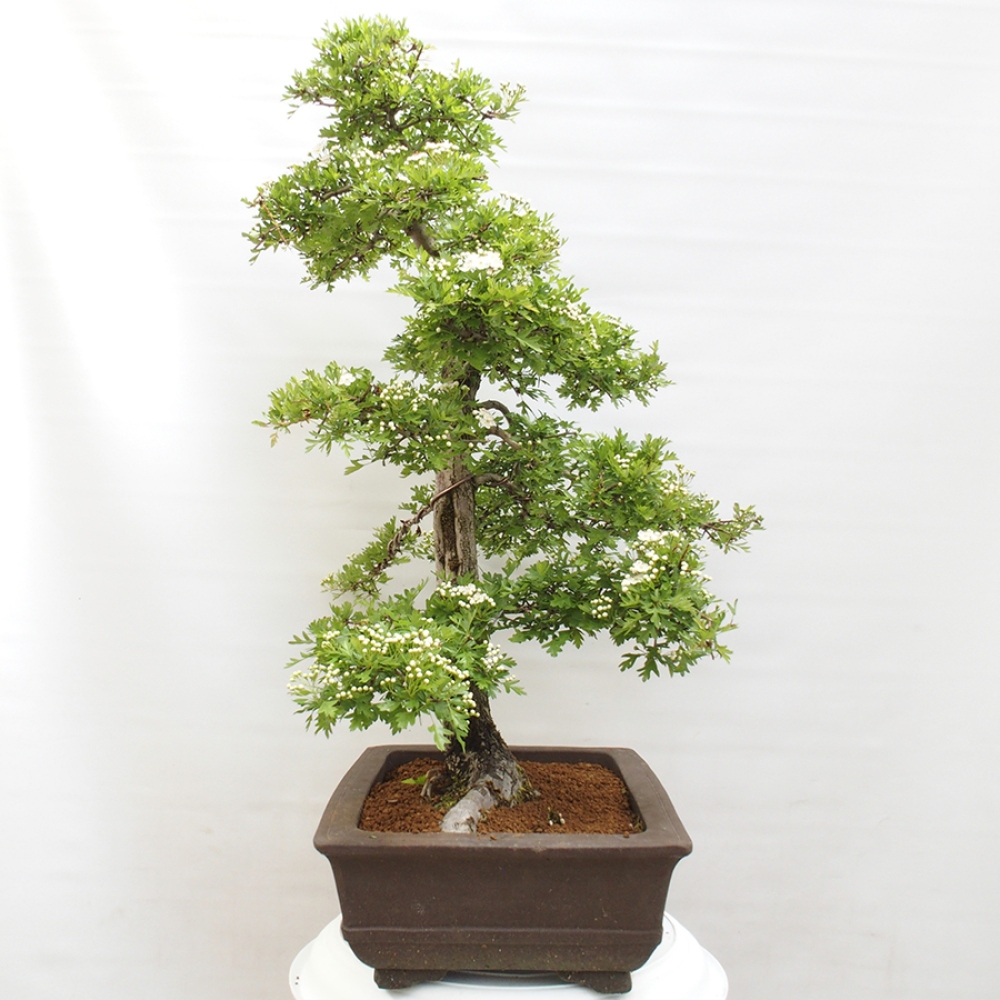 Bonsai im Freien - Weißdorn - Crataegus monogyna