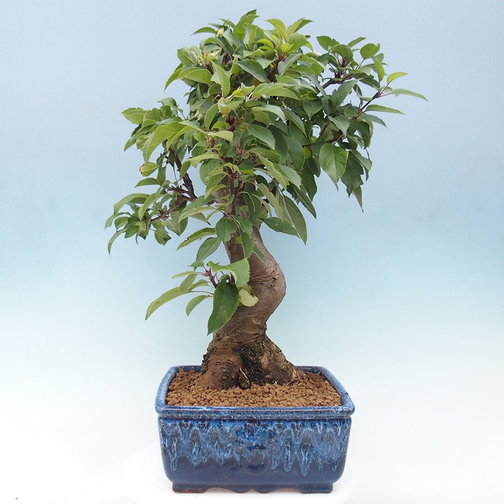 Bonsai im Freien - Malus halliana - Kleinfruchtiger Apfelbaum