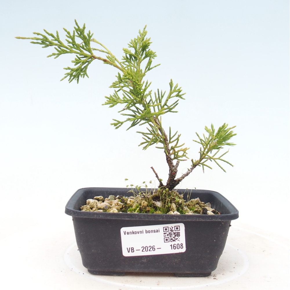 Bonsai für draußen - Juniperus chinensis Itoigawa