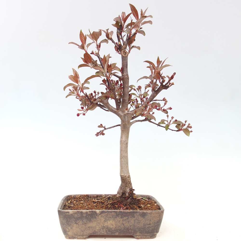 Outdoor-Bonsai -Malus domestica - Kleinfrüchtiger rotblättriger Apfelbaum