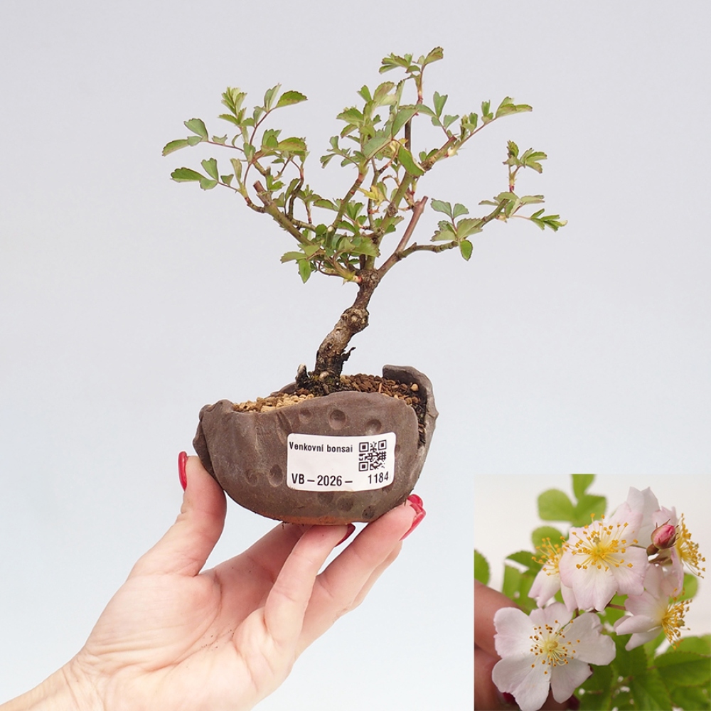 Bonsai für draußen - Rosa sp. - kleinblütige Rose