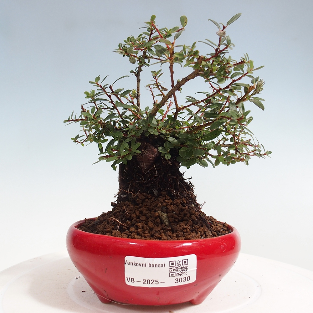 Bonsai im Freien - Salix - Wierzba