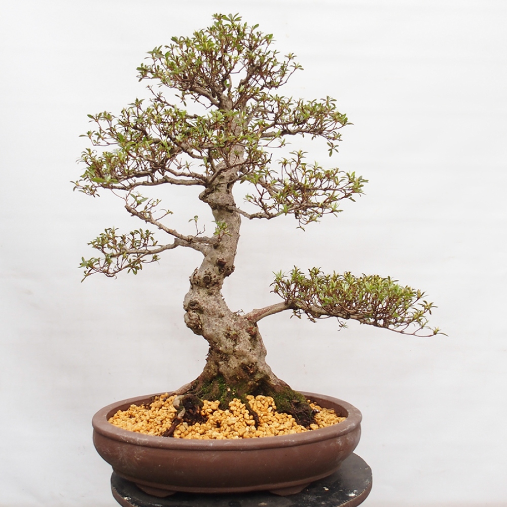 Bonsai im Freien - Japanische Azalee - Azalea Satsuki