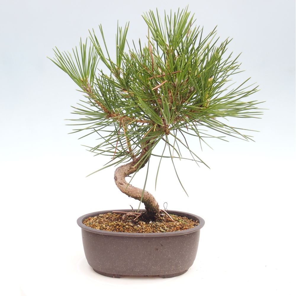 Bonsai im Freien - Pinus thunbergii - Thunbergia-Kiefer