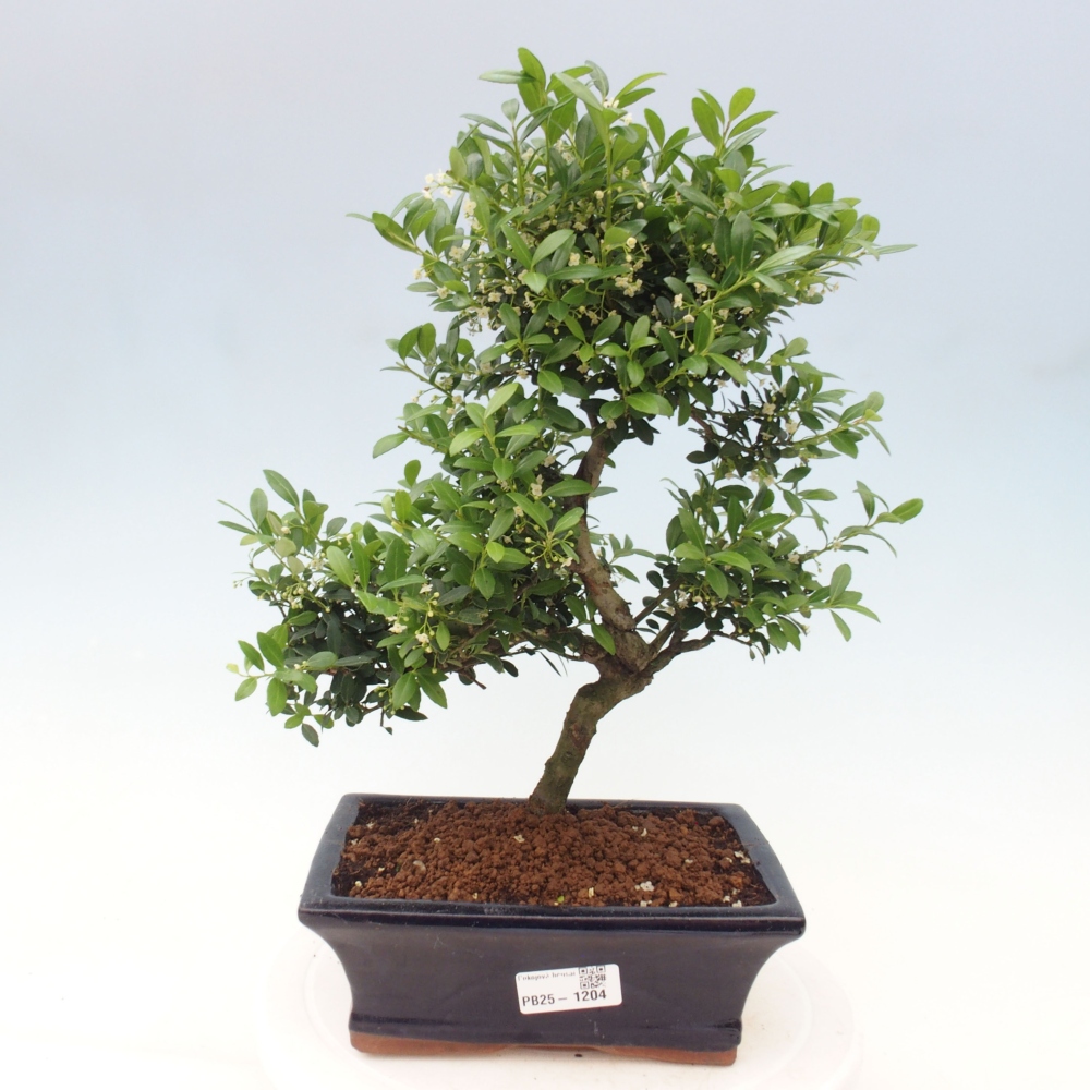 Zimmerbonsai - Ilex crenata - Holly