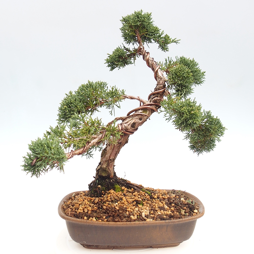 Outdoor-Bonsai - Juniperus chinensis Kishu - Chinesischer Wacholder