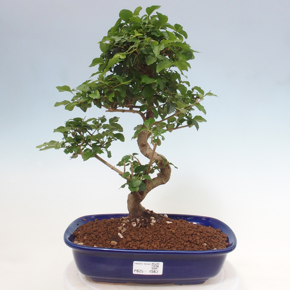 Zimmerbonsai -Ligustrum chinensis - Liguster