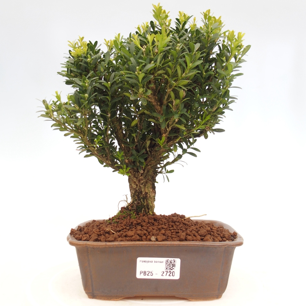 Innenbonsai - Buxus harlandii - Korkbuchsbaum
