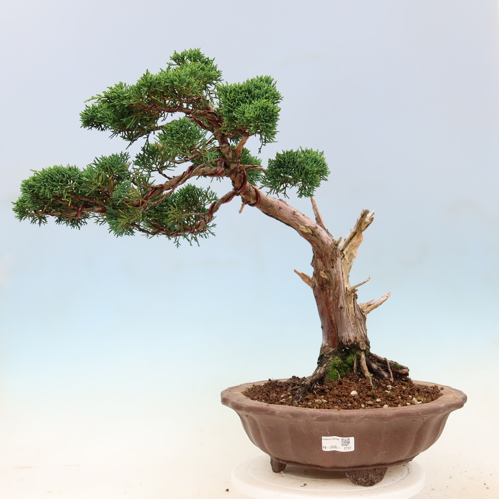 Bonsai für draußen - Juniperus chinensis Kishu