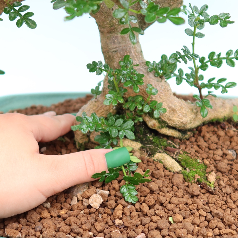 Zimmer Bonsai - Zantoxylum piperitum - Pfefferbaum
