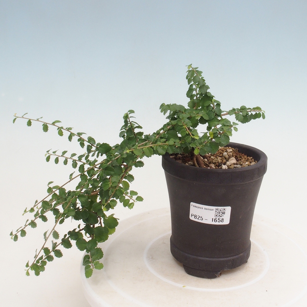 Zimmerbonsai - Grewia sp. - Kleinblättriges Grewie