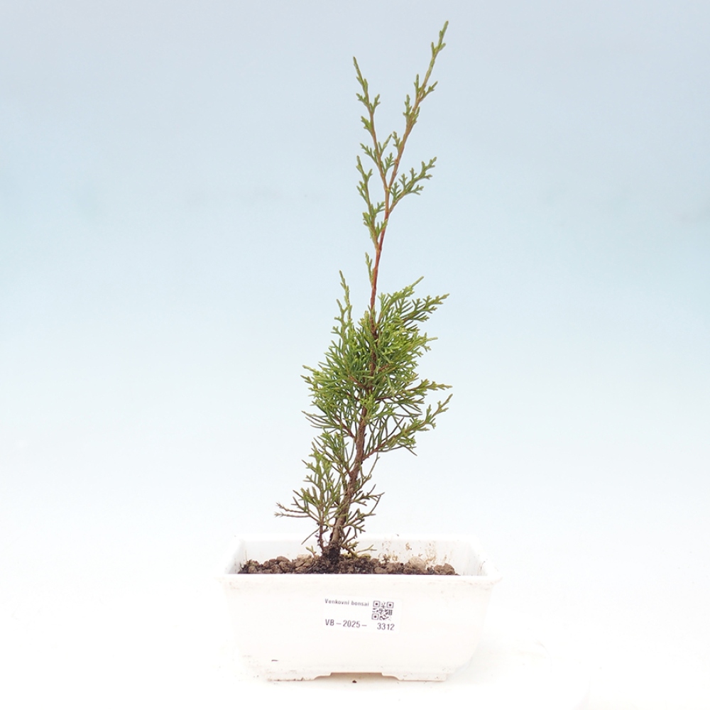 Outdoor bonsai - Juniperus chinensis Itoigawa - Chinese juniper
