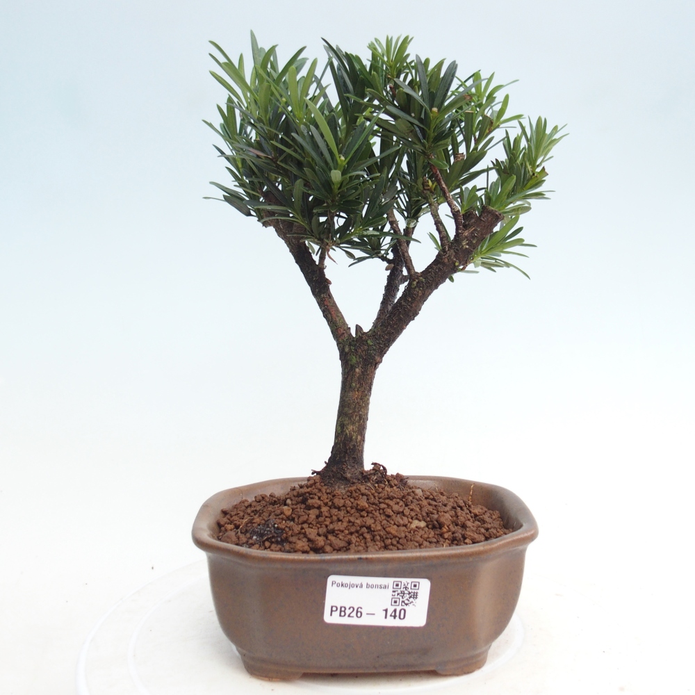 Zimmerbonsai - Podocarpus - Stein-Eibe