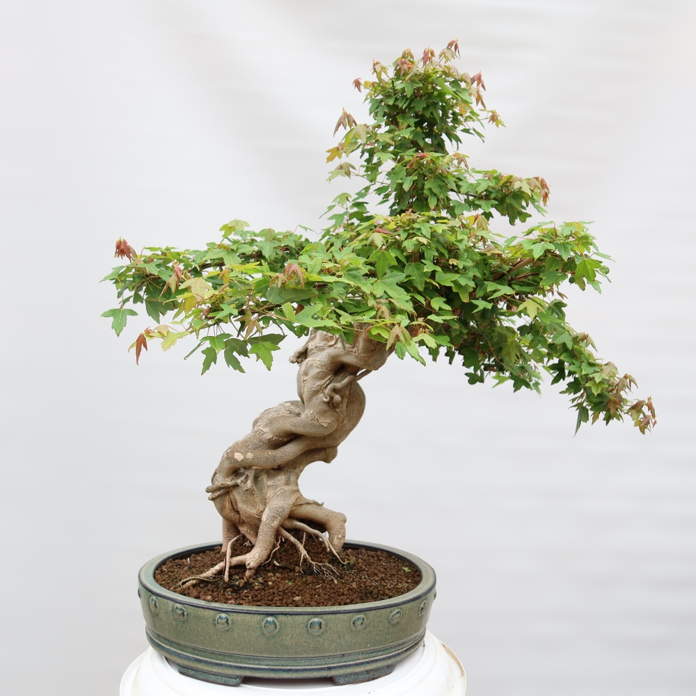 Bonsai für draußen - Ahorn Burger - Acer Burgerianum