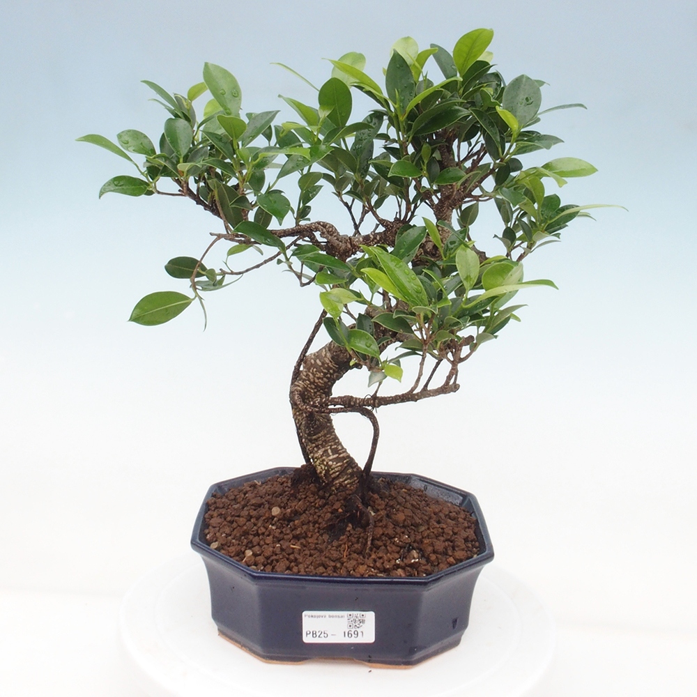 Indoor-Bonsai - Ficus retusa - kleiner Ficus