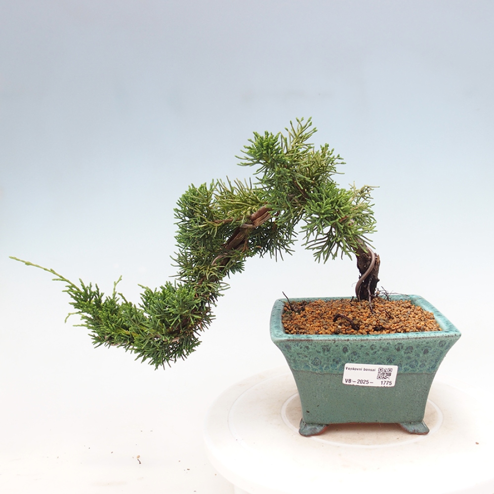 Bonsai im Freien - Juniperus chinensis Kishu - Chinesischer Wacholder