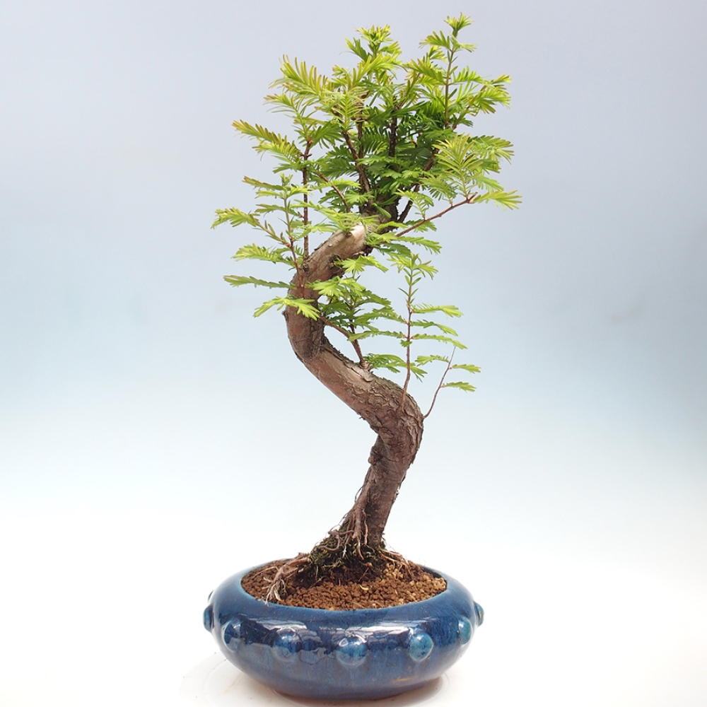 Bonsai im Freien - Metasequoia glyptostroboides - Chinesischer Metasequoia