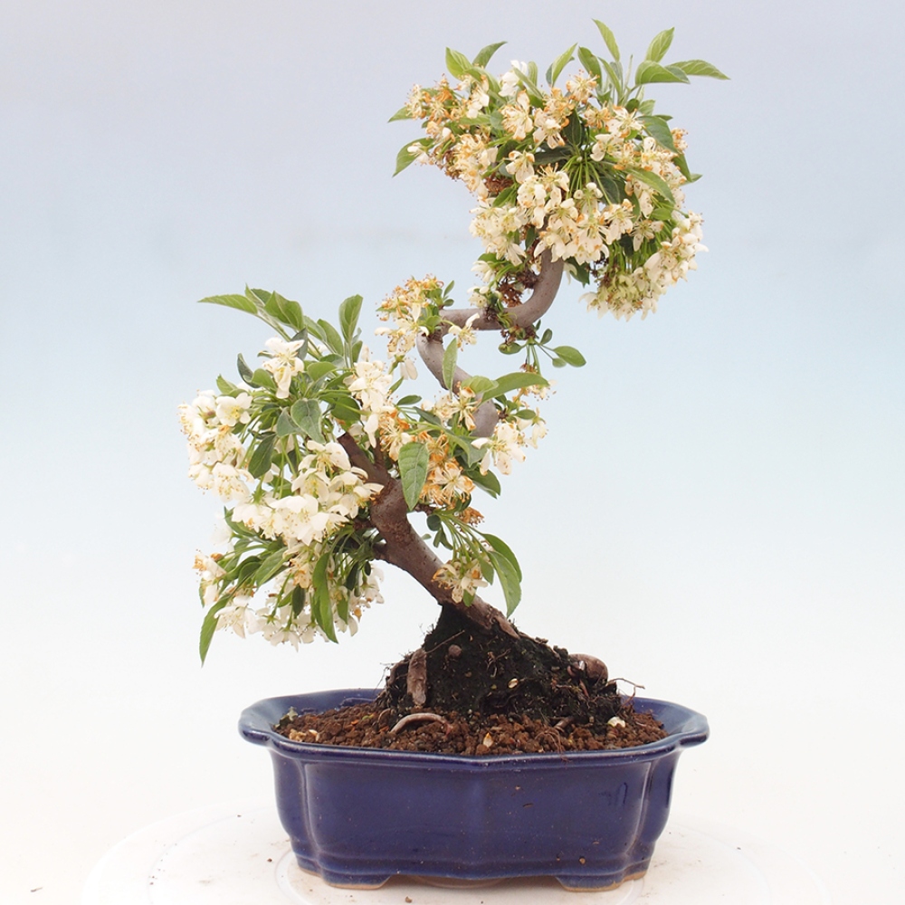 Freilandbonsai - Malus sargentii - Kleinfruchtiger Apfelbaum