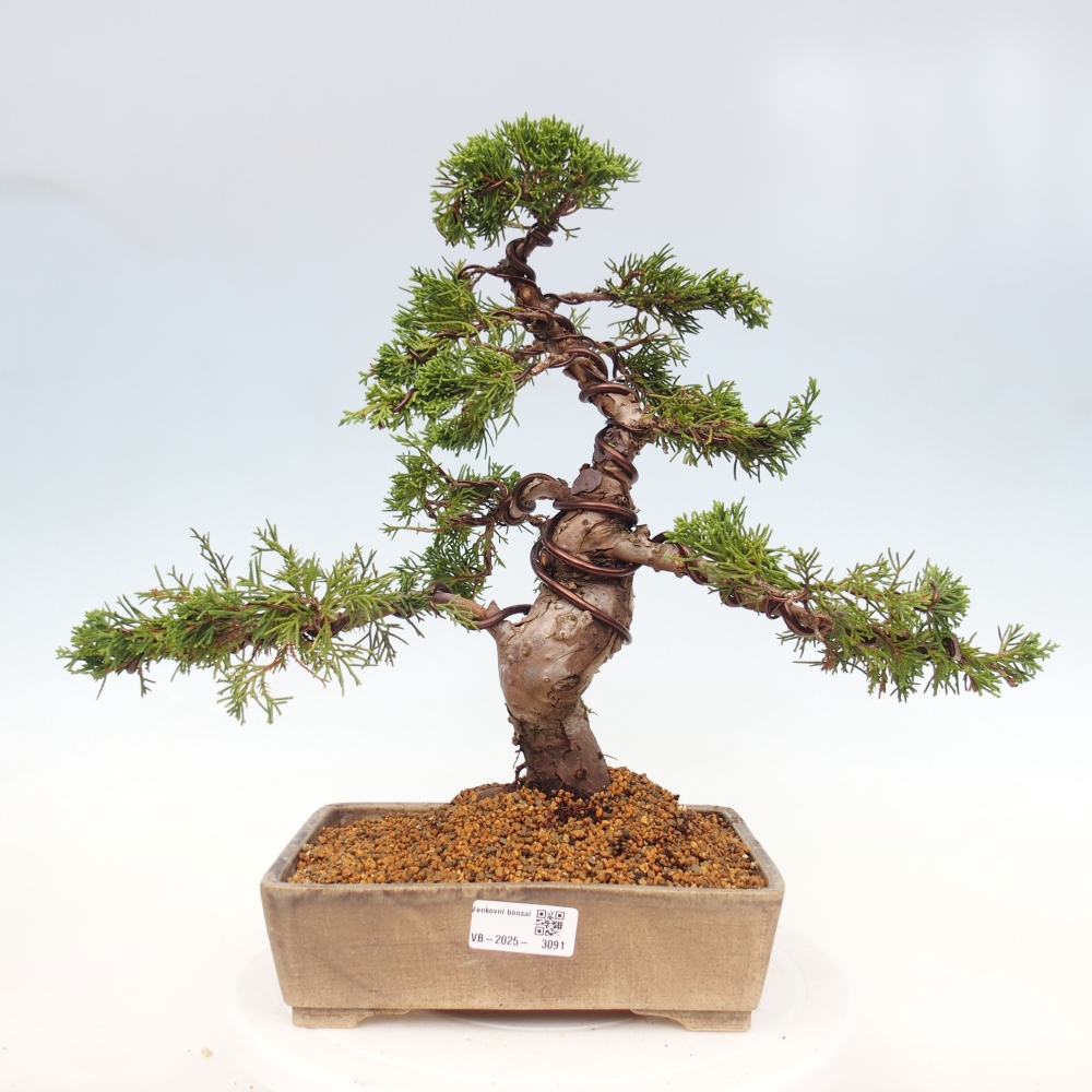 Outdoor bonsai - Juniperus chinensis Itoigawa - Chinese juniper