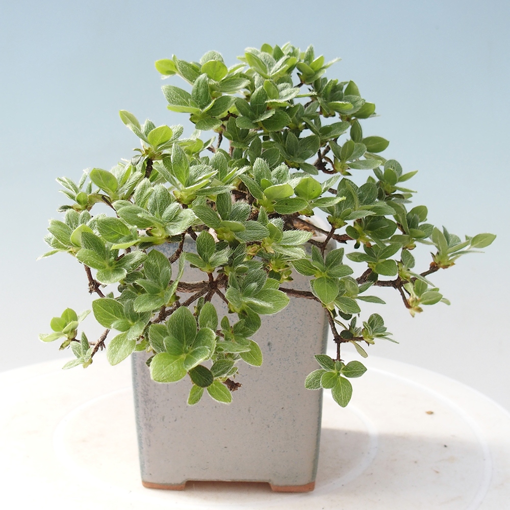 Outdoor-Bonsai - Rododendron indicum - Japanische Azalee
