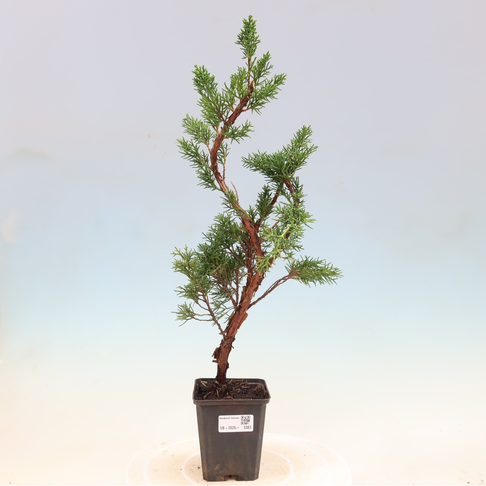 Bonsai für draußen - Juniperus chinensis Kishu