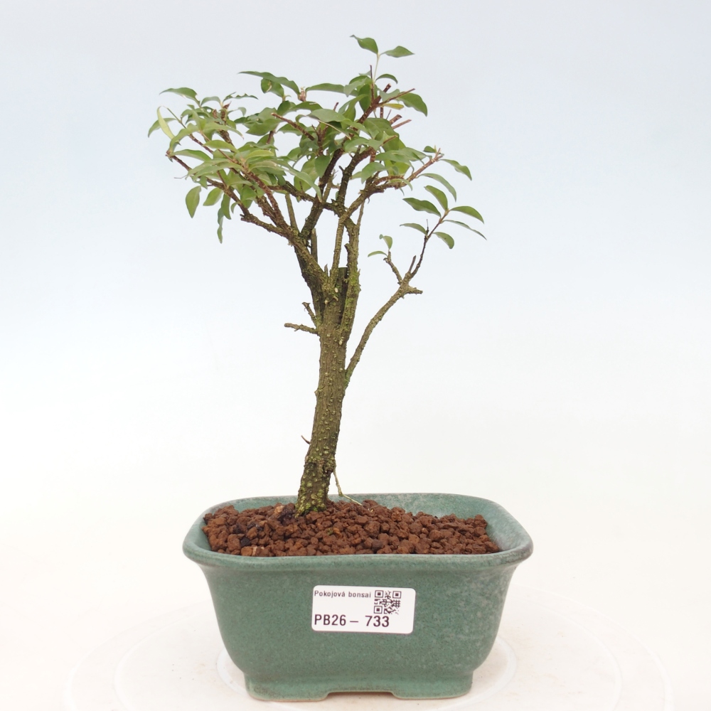 Zimmerbonsai - Malpighia coccigera - Barbdor-Kirsche