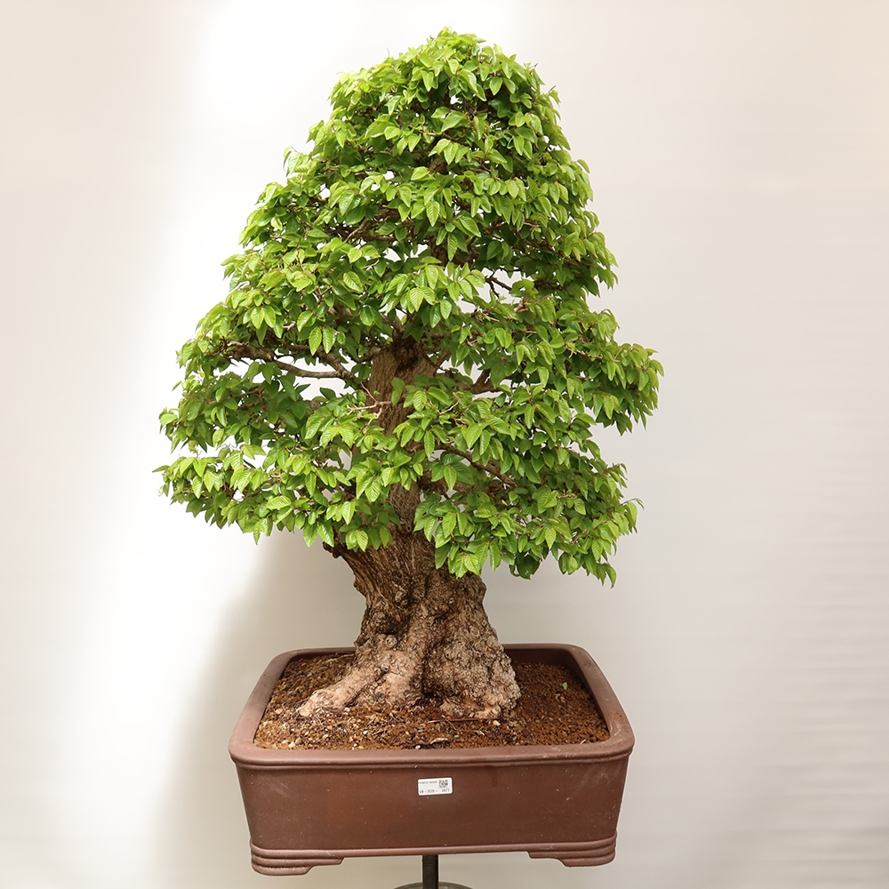 Bonsai im Freien - Carpinus Coreana - Koreanische Hainbuche