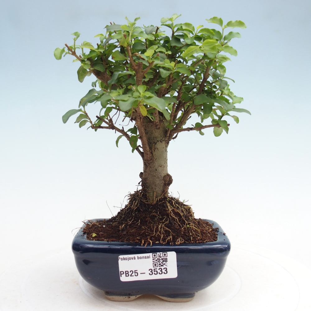 Zimmer Bonsai -Ligustrum chinensis - Vogelschnabel