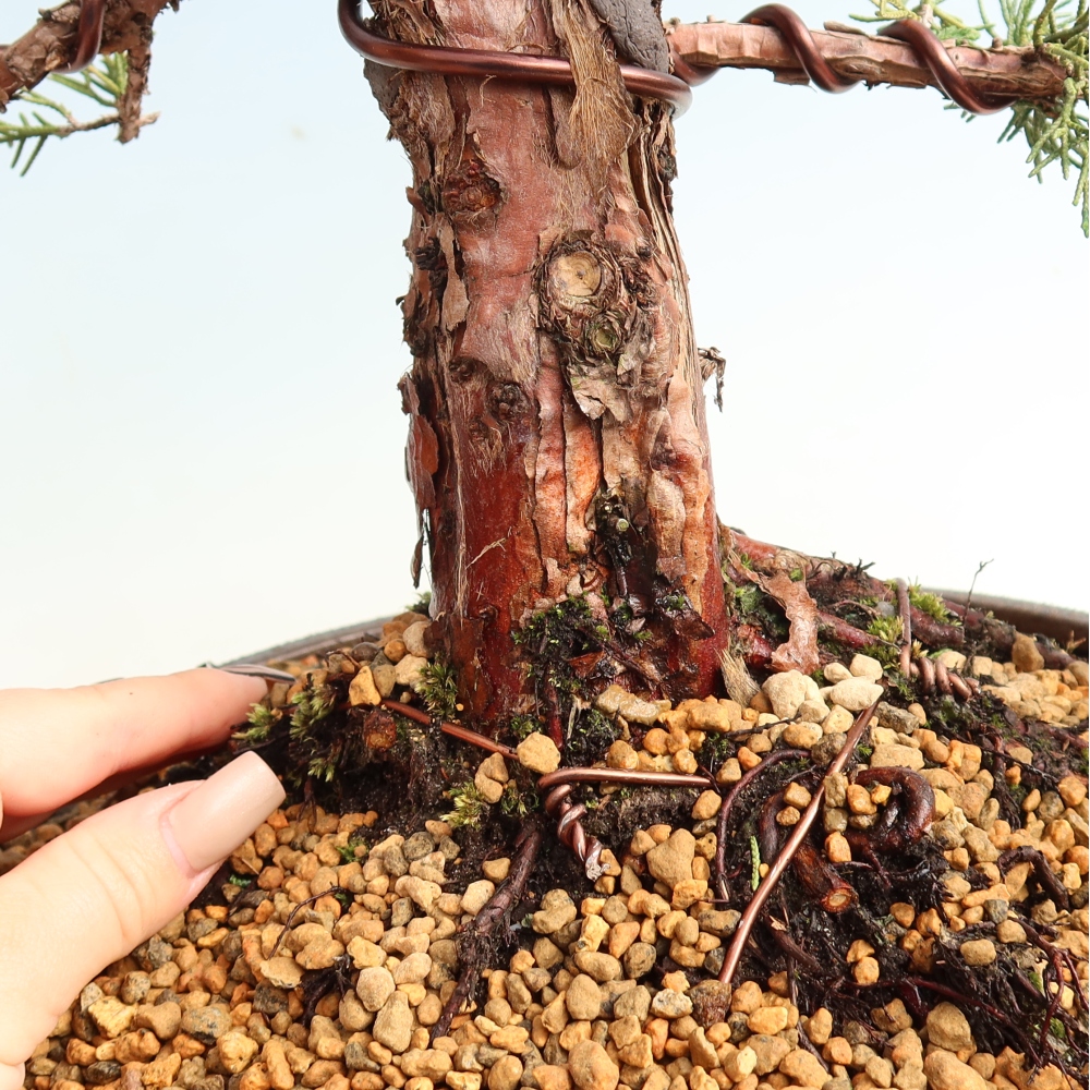 Bonsai für draußen - Juniperus chinensis Kishu