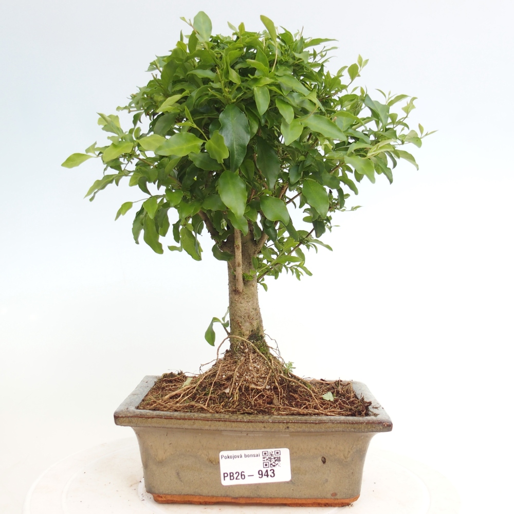 Zimmer Bonsai -Ligustrum chinensis - Vogelschnabel