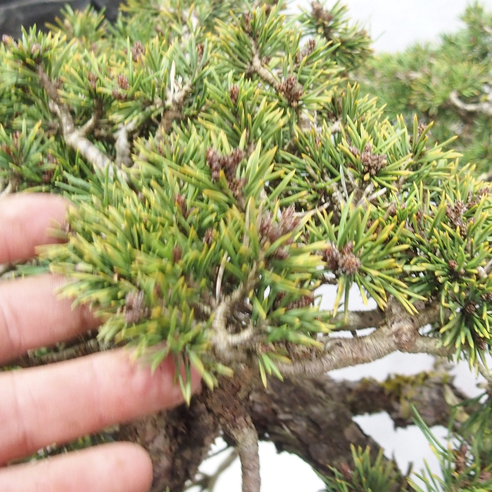 Yamadori - Pinus sylvestris 