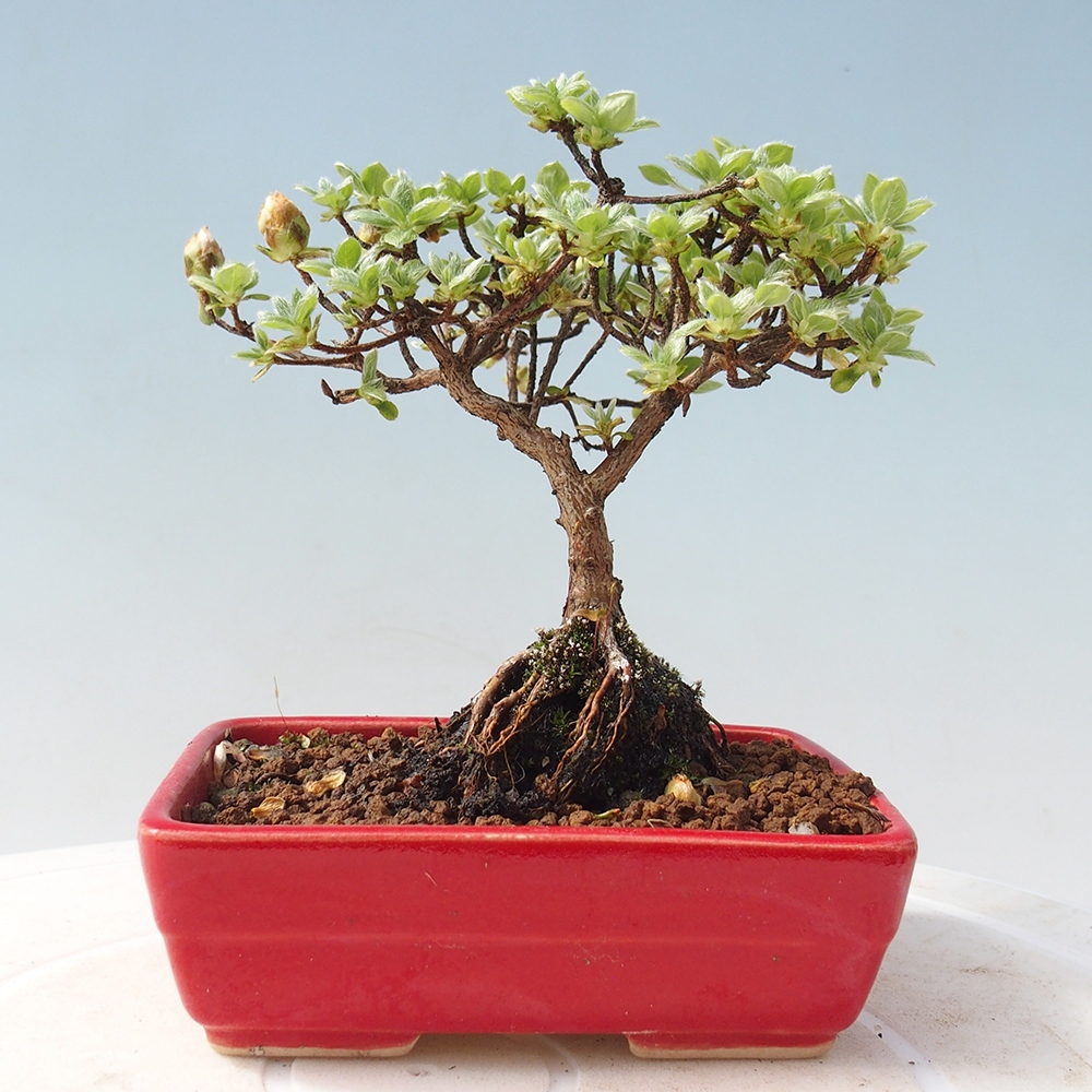 Outdoor-Bonsai - Rododendron indicum - Japanische Azalee