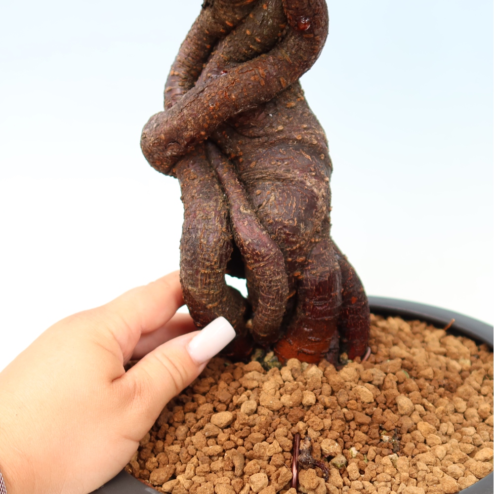 Bonsai für den Außenbereich – Japanischer Aprikosenbaum – Prunus Mume