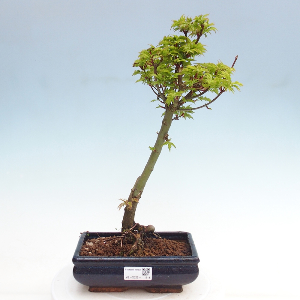 Bonsai im Freien - Acer palmatum Shishigashira-Ahorn