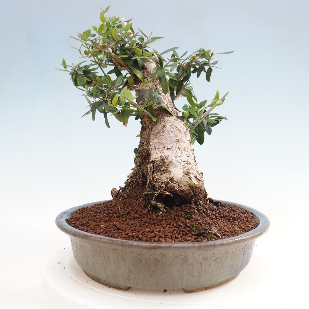 Indoor-Bonsai - Olea europaea sylvestris - Europäisches kleinblättriges Olivenöl