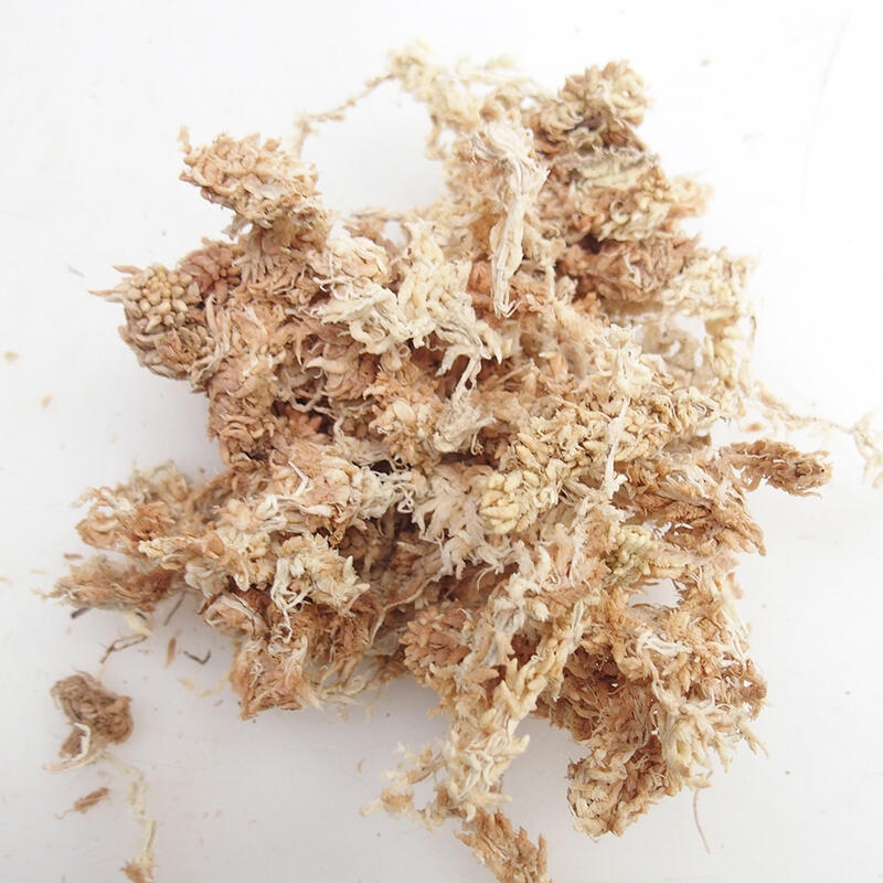 Sphagnum - Sphagnum