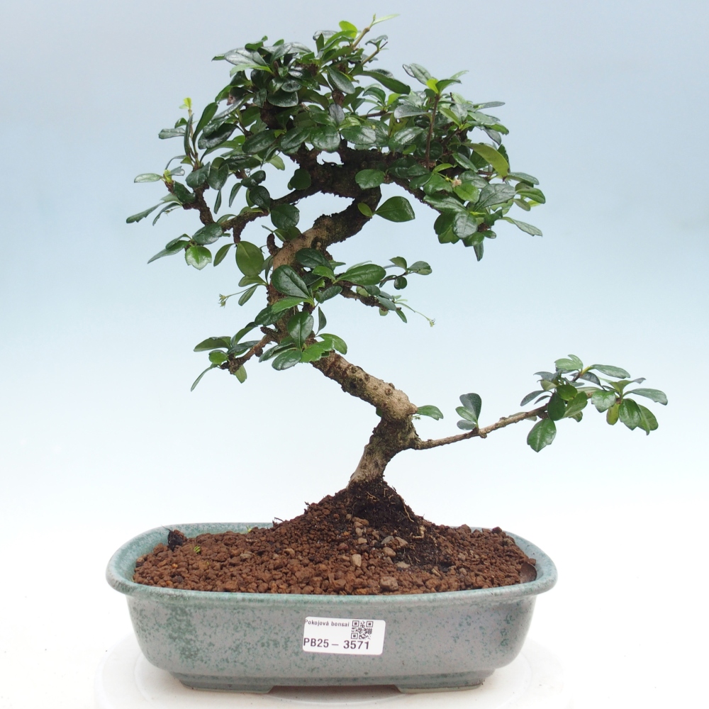 Zimmer-Bonsai - Carmona macrophylla - Tee-Fuki