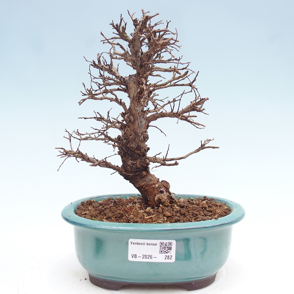 Bonsai für draußen - Zelkova - Zelkova NIRE