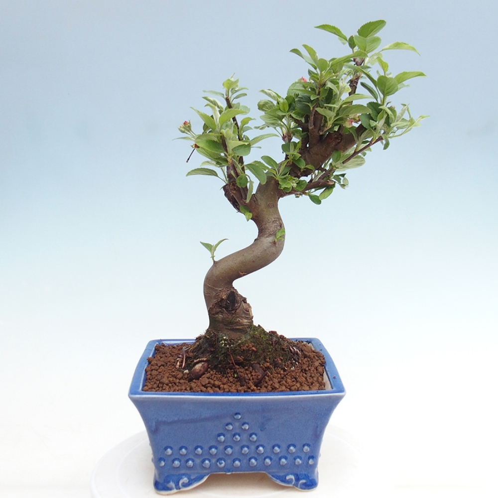 Bonsai im Freien - Malus halliana - Kleinfruchtiger Apfelbaum