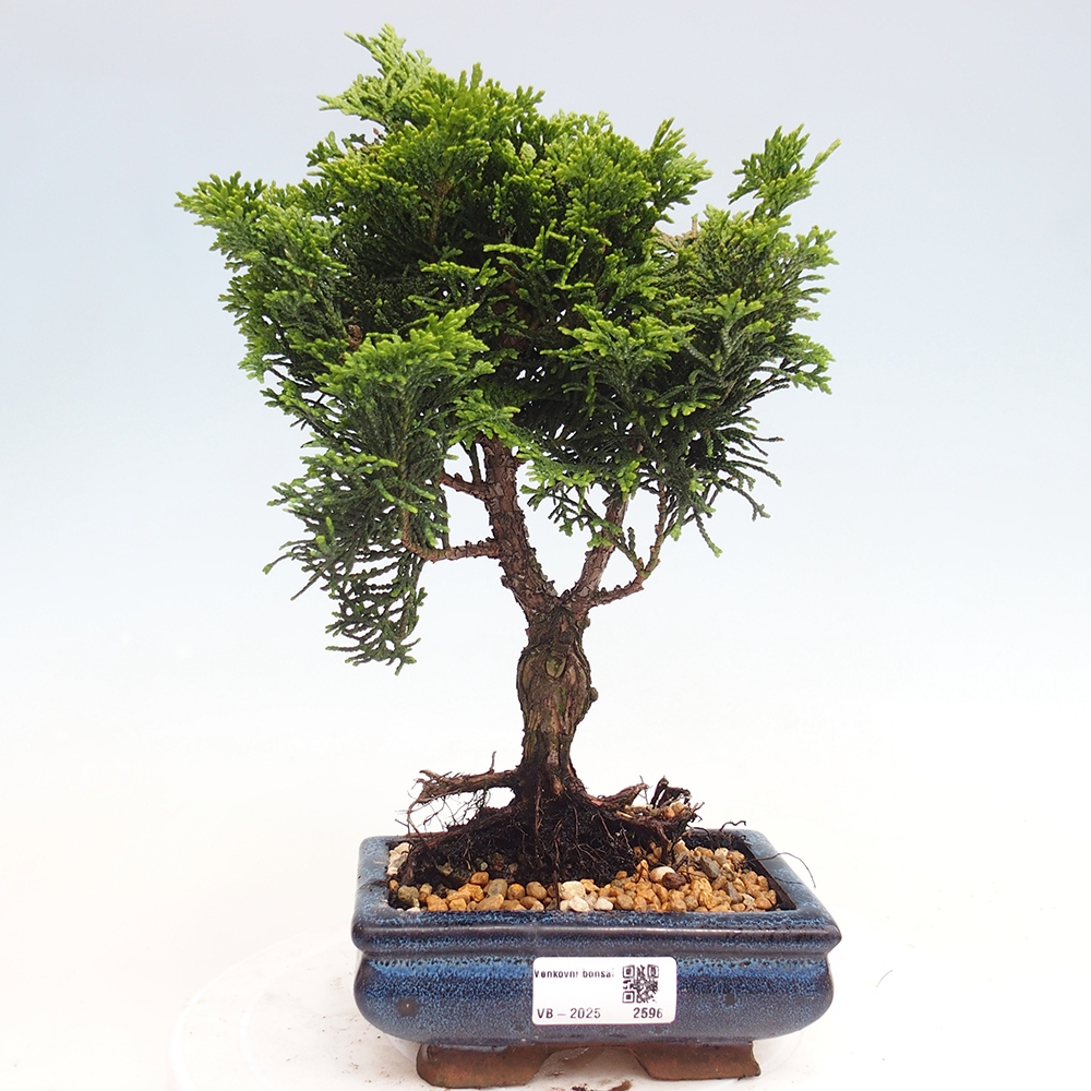 Outdoor-Bonsai - Cham.pis obtusa Nana Gracilis - Zypresse