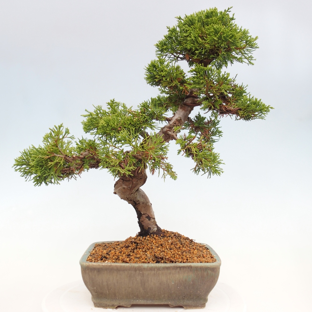 Outdoor bonsai - Juniperus chinensis Itoigawa - Chinese juniper