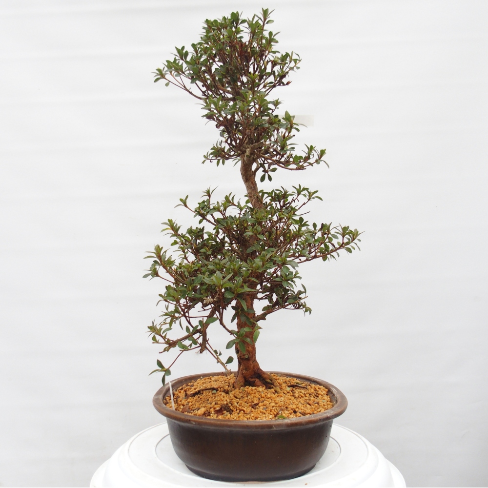 Bonsai für draußen - Japanische Azalee - Azalee Hanatsuzuri