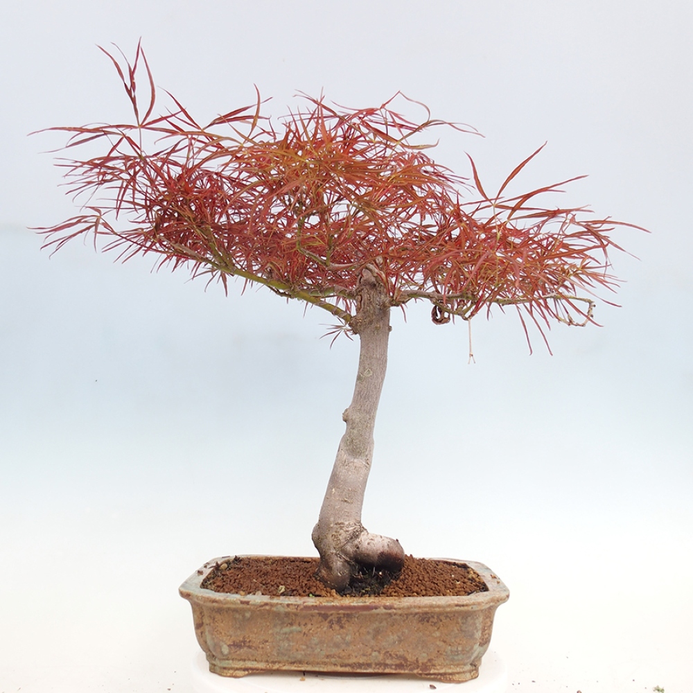 Bonsai im Freien - Acer palmatum RED PYGMY