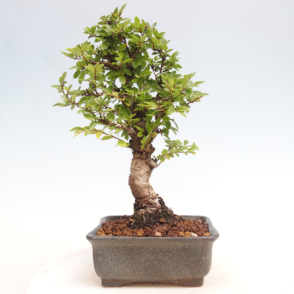 Bonsai im Freien - Zelkova - Zelkova NIRE