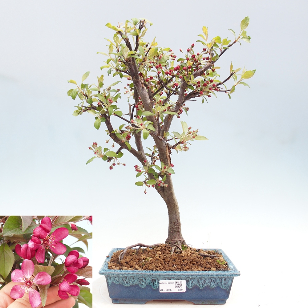 Outdoor-Bonsai -Malus domestica - Kleinfrüchtiger rotblättriger Apfelbaum