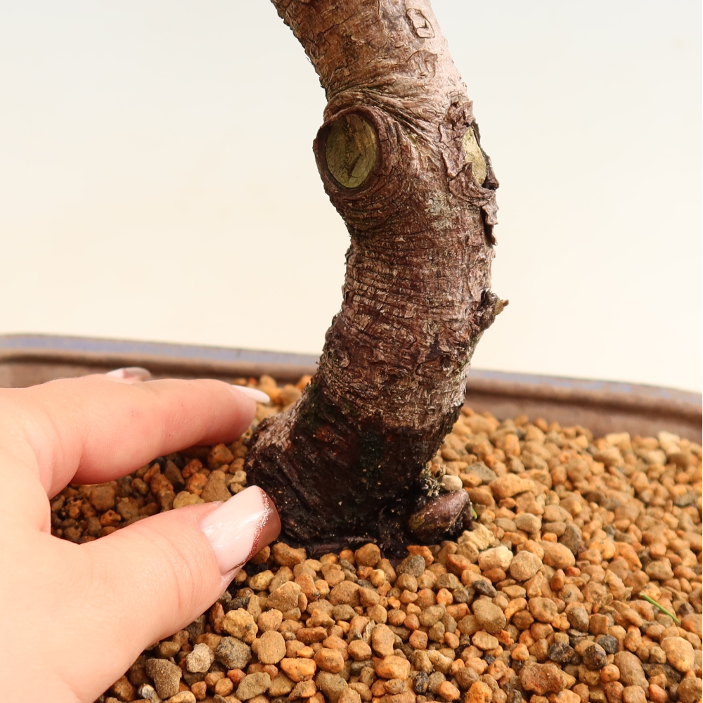 Bonsai für den Außenbereich – Pinus mugo Humpy – Zwergkiefer
